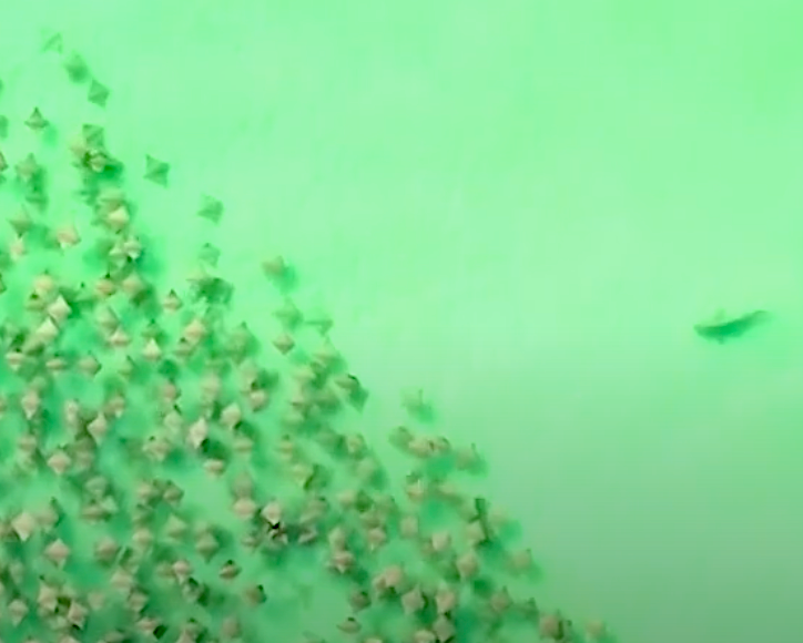 Drone Captures Lone Shark Hunting Hundreds of Stingrays